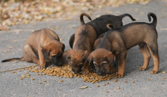 Thai villagers guard homes amid border clashes, mass evacuations