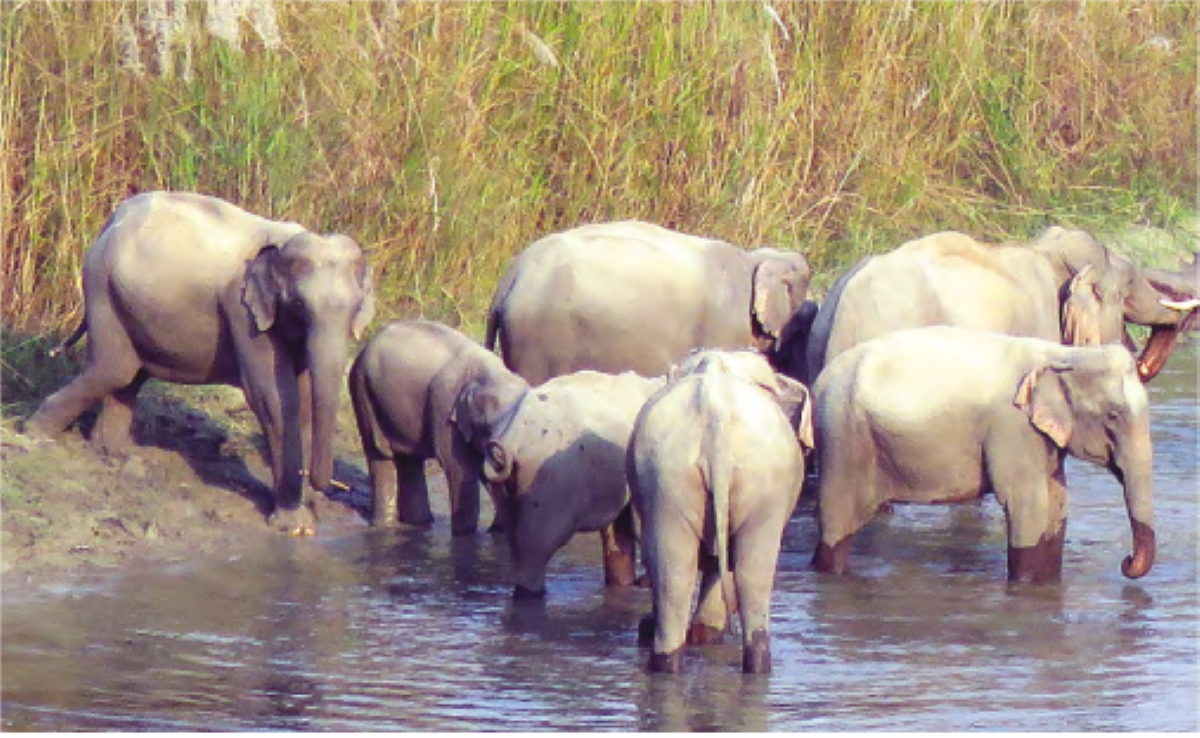 Nepal sending two elephant calves to Qatar