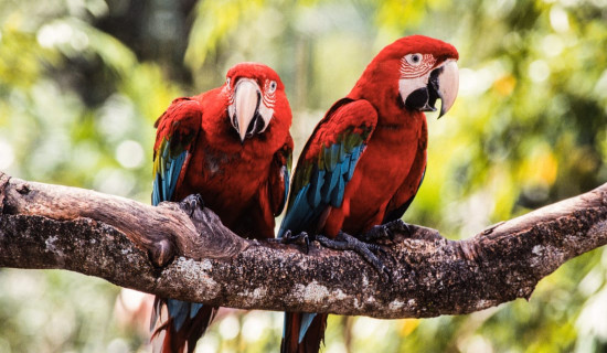 Asia's largest bird park to close