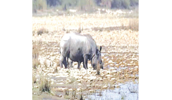 BNP rhinos cross border to India in dearth of water