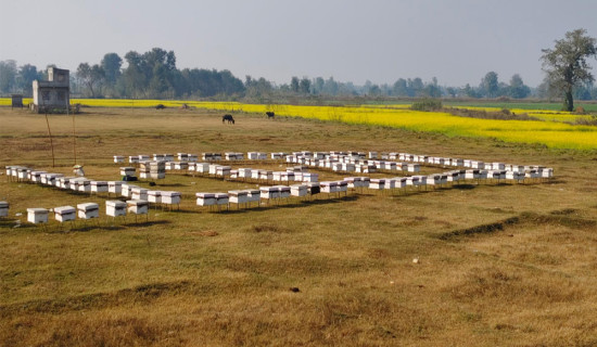 Beekeeping becomes a profitable business for Hamal