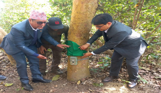 Coffee farming gaining expansion in Koshi province