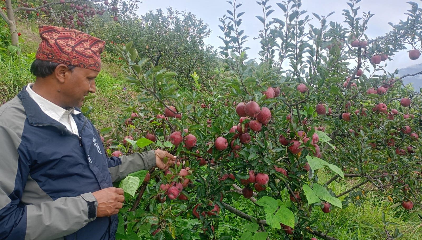 Jumla exports apples worth Rs. 412 million