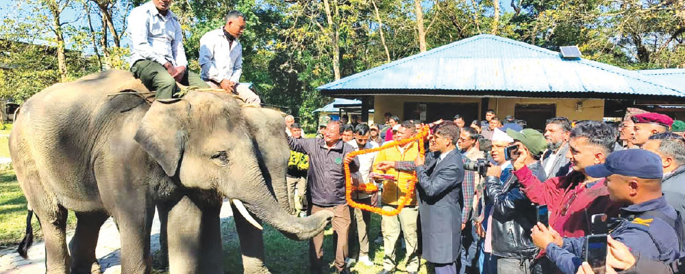 Two elephant calves flying to Qatar today