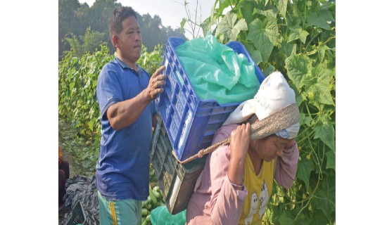 Teej: Mix Of Tradition  And Aesthetics