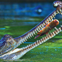 After liquor ban in Bihar, Indian tipplers visiting Nepal border to enjoy drink