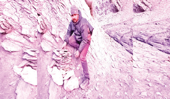 95 camera traps set in Mustang to track snow leopards