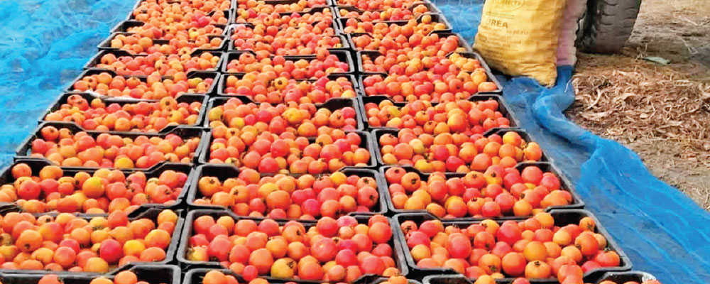 Srilanka Tapu's tomatoes in high demand in east Nepal