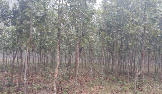 Sustainable forest management gaining pace in Rautahat