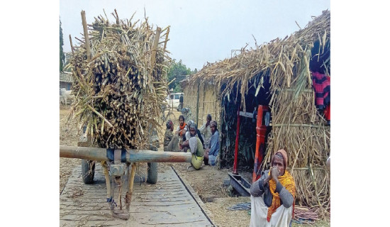 UML's whip to vote for PM Oli in trust motion