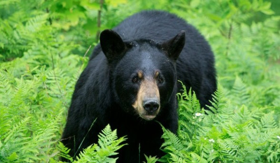 Iron cages installed to trap wild bears in Phungling
