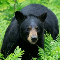 This session of HoR remained more successful than previous ones: Speaker Ghimire