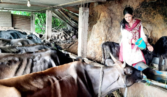 Woman earns Rs. 45,000 a month from cow farming