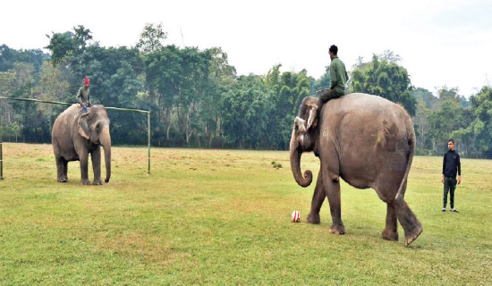 Involving elephants in sports is normal: Experts