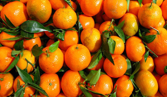 Danbahadur Gurung, Orange festival in Muglin from today