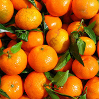 Lumbini govt to keep subordinate bodies standby to respond possible disasters