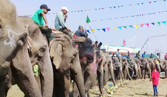 Final day of Elephant Festival in Sauraha today