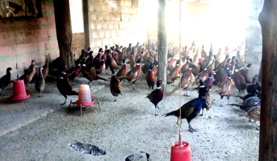 Annual income of Rs. 3 million from Kalij farming