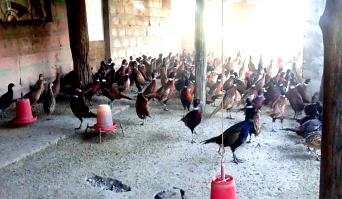 Annual income of Rs. 3 million from Kalij farming