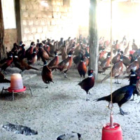 Siblings drown in Syangja