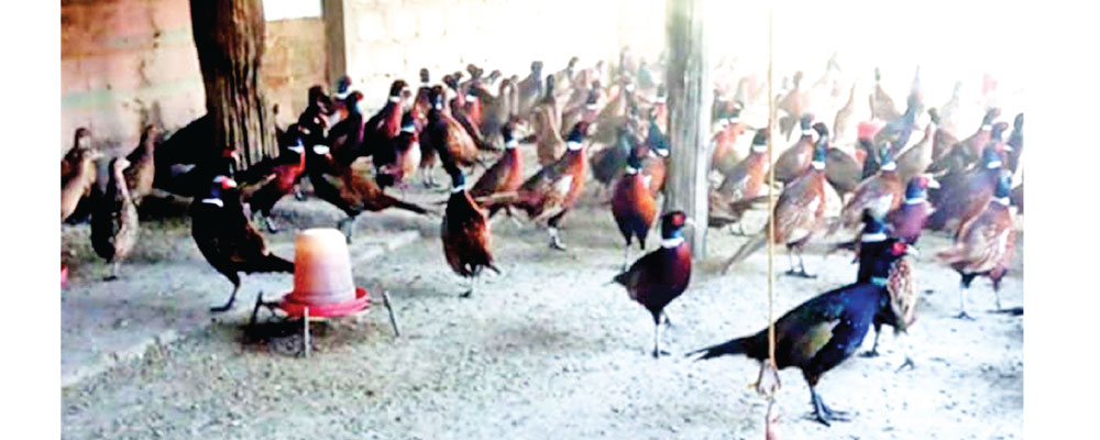 Pheasant farm earns Rs. 3M, outshines foreign jobs