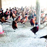 990MW power to be linked to grid in Karnali