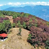 Three killed, 35 injured in wedding bus accident