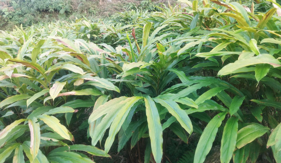Farmers of Gorkha turn to cardamom farming