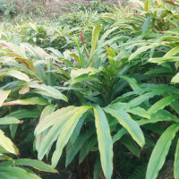 Unification between JSP Nepal and JSP announced