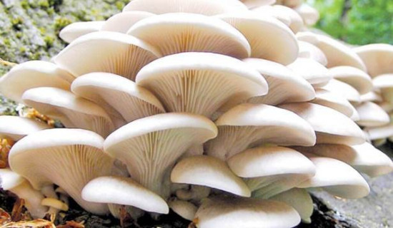 National Mushroom Day: Nepal home to 1,150 mushroom species, 100 of them poisonous