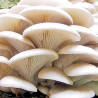 Support from friendly nations imperative for Nepal: Minister Sharma