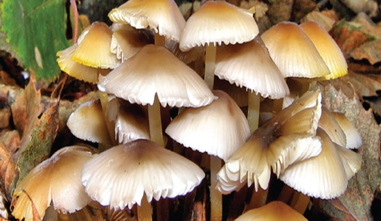 National Mushroom Day marked for first time