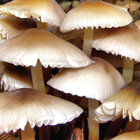 EC begins reviewing parties’ PR lists