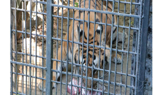 Captive tigers short of food