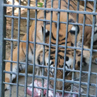 'Kosh' goes out of use in measuring distance