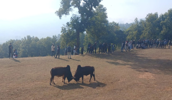Bull fighting draws huge crowd in Sundarbazaar