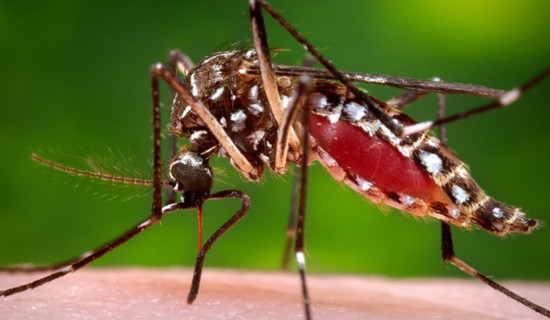 Birgunj reports increasing case of dengue, scrub typhus