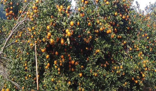 Syangja produces oranges worth Rs. 1.32 billion