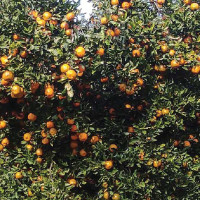 Grandmothers attending school with granddaughters