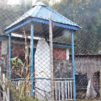 Excitement of Bethi celebration in paddy plantation