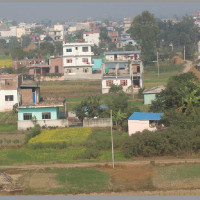 Excitement of Bethi celebration in paddy plantation