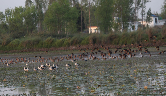 Buddha Aircraft accident update: Seven passengers including co-pilot injured