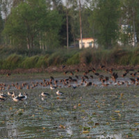 Humla residents coming home from Taklakot for Dashain