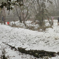 Two arrested with 1,600 kgs of marijuana in Jhapa