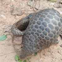 PM Oli offers best wishes on Krishna Janmashtami, Gaura Parba