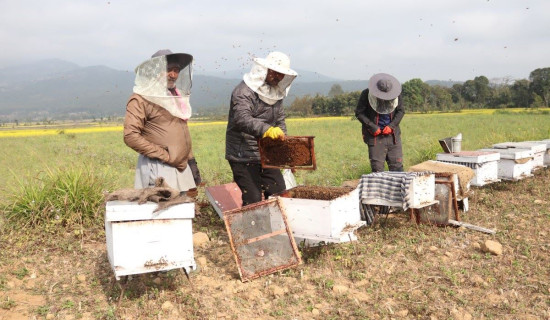 Beekeepers harvest honey in Hetauda