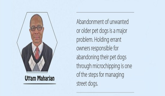 Challenges To Managing Stray Dogs