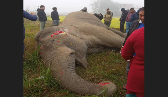 Wild elephant found dead in Jhapa