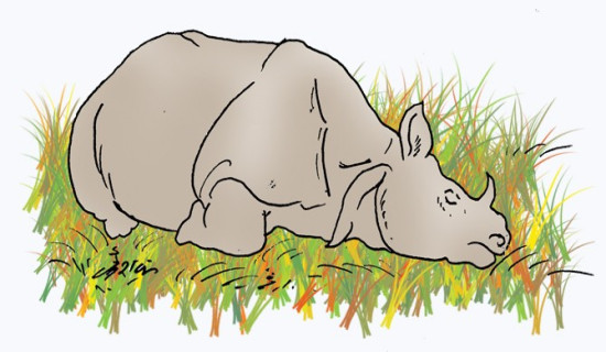 Nine rhinos die in and around CNP in last six months