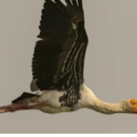 Rs 16 lakh income in a year from Dragon fruit